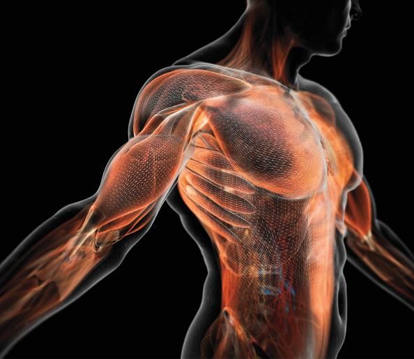 muscle-tone Magnetic Muscle